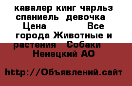  кавалер кинг чарльз спаниель -девочка › Цена ­ 45 000 - Все города Животные и растения » Собаки   . Ненецкий АО